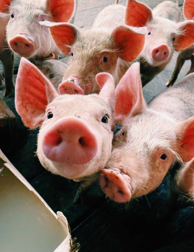 Prodotti di alta qualità per la nutrizione di animali da reddito